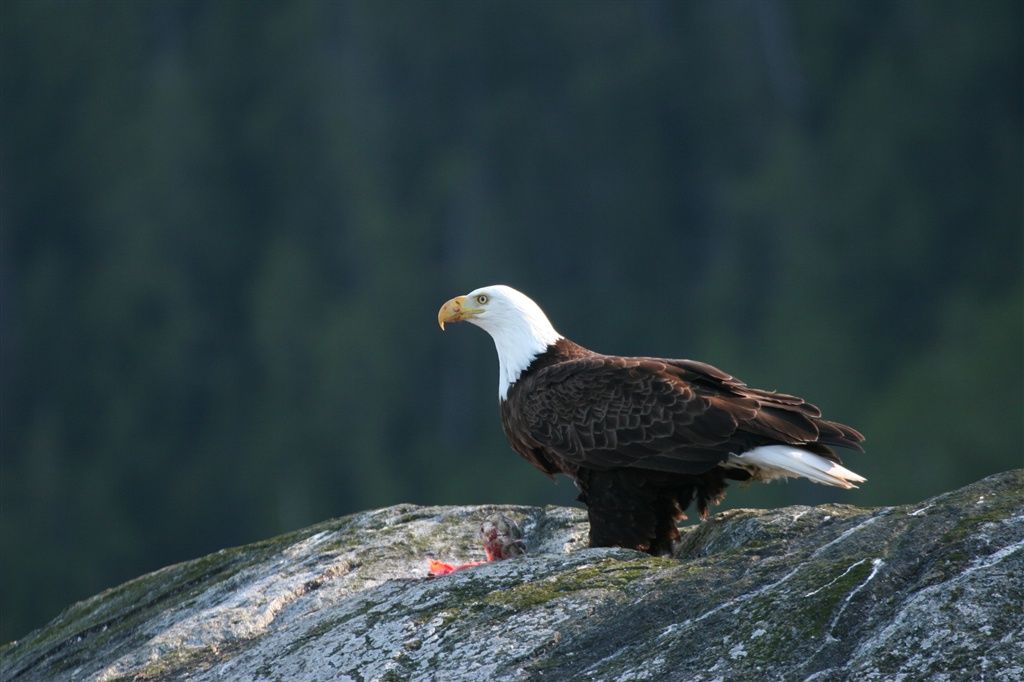 Eagle Nook Resort Ucluelet Εξωτερικό φωτογραφία