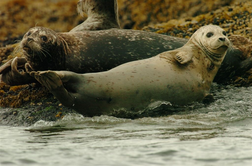 Eagle Nook Resort Ucluelet Εξωτερικό φωτογραφία