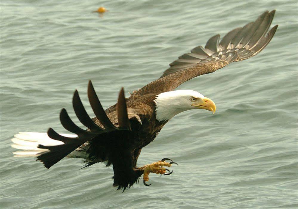 Eagle Nook Resort Ucluelet Εξωτερικό φωτογραφία